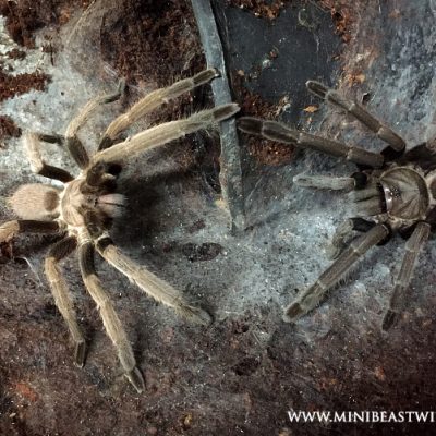 breeding-tarantulas