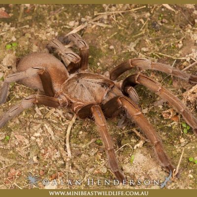 Phlogius sp. - Kuranda - Alan Henderson, Minibeast Wildlife