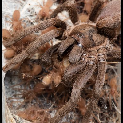 Female tarantula sharing food as her young surround her on a silk sheet