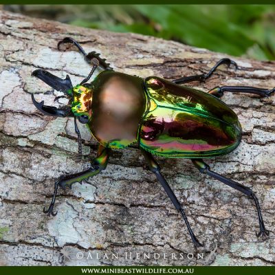 Rainbow stag beetle wild