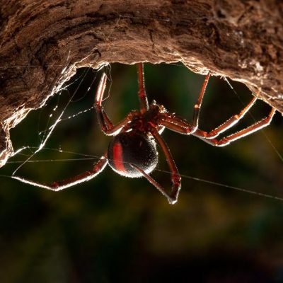 australian-redback-spider