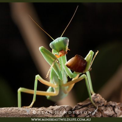 Green-Mallee-Mantis