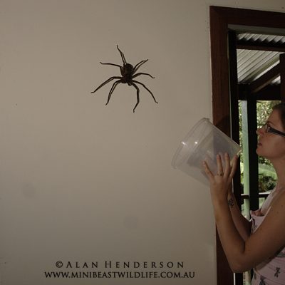giant spider australia