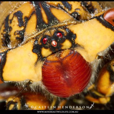 Cherrynose Cicada