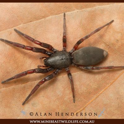 white-tailed-spider