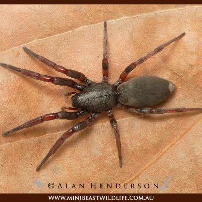White-tailed spider – Lampona cylindrata – Alan Henderson – Minibeast Wildlife white-tailed-spider